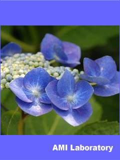 紫陽花