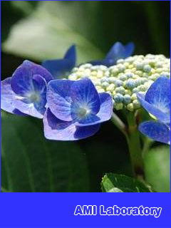 紫陽花