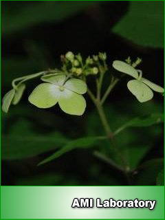 紫陽花