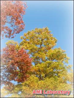 モミジ(紅葉)
