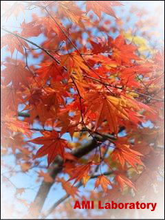 モミジ(紅葉)