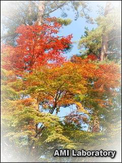 モミジ(紅葉)