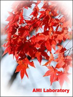 モミジ(紅葉)