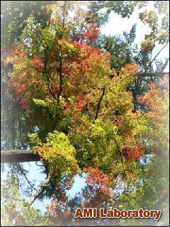 モミジ(紅葉)
