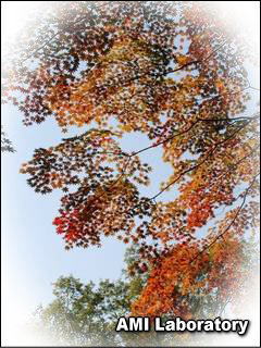 モミジ(紅葉)