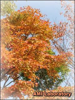 モミジ(紅葉)