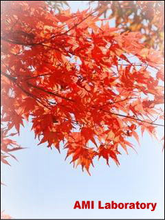 モミジ(紅葉)