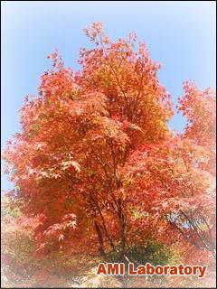 モミジ(紅葉)