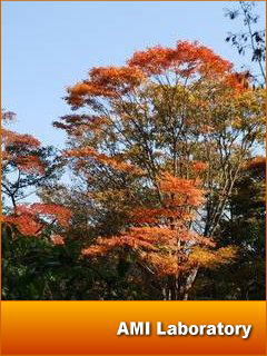 モミジ(紅葉)