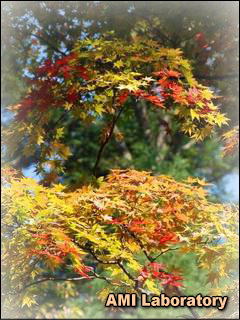 モミジ(紅葉)