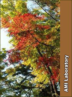 モミジ(紅葉)