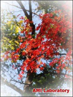 モミジ(紅葉)