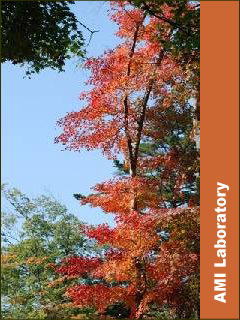 モミジ(紅葉)