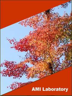 モミジ(紅葉)