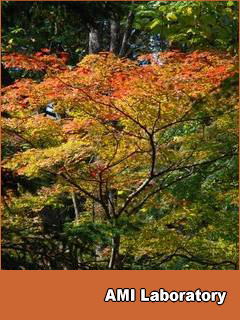 モミジ(紅葉)