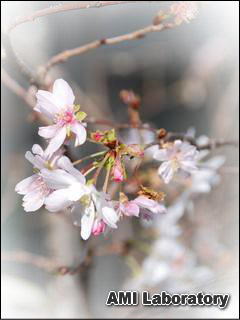 十月桜