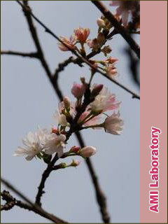 十月桜