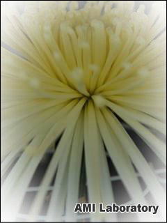 菊