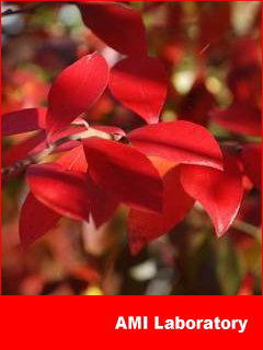 紅葉