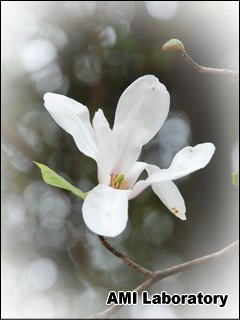 白い花