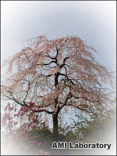 桜
