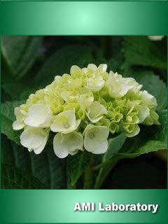 紫陽花