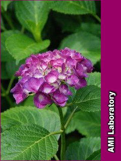 紫陽花