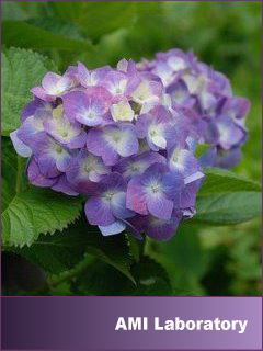 紫陽花