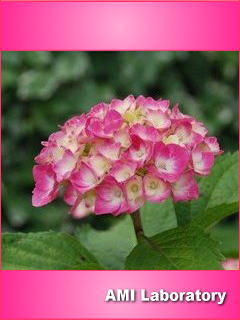 紫陽花