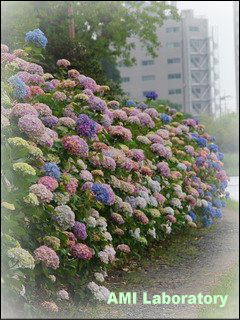 紫陽花