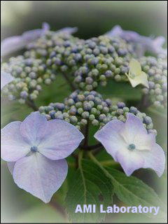 紫陽花
