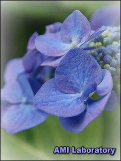 紫陽花