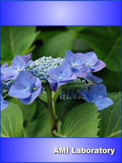 紫陽花