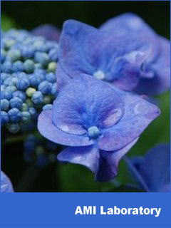 紫陽花