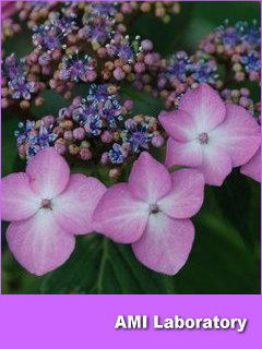 紫陽花