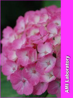 紫陽花