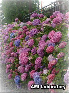 紫陽花