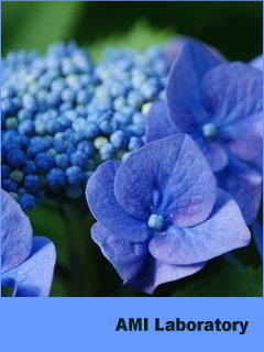 紫陽花