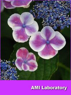 紫陽花