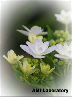 紫陽花