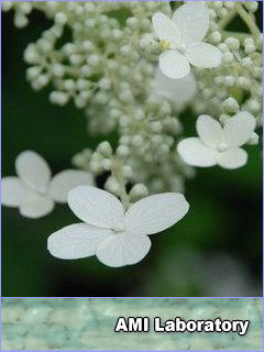 紫陽花