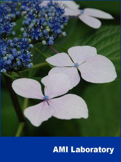 紫陽花