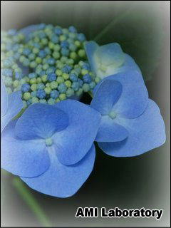 紫陽花