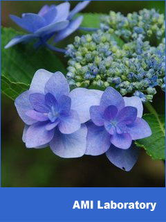 紫陽花
