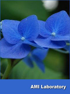 紫陽花