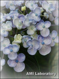 紫陽花