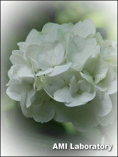 紫陽花