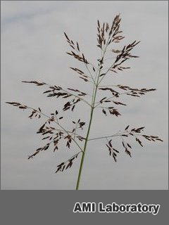 草