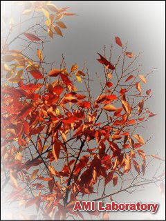 紅葉