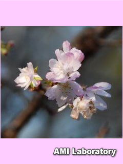 十月桜